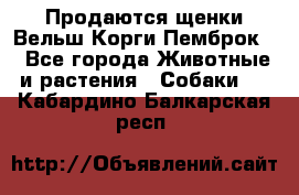 Продаются щенки Вельш Корги Пемброк  - Все города Животные и растения » Собаки   . Кабардино-Балкарская респ.